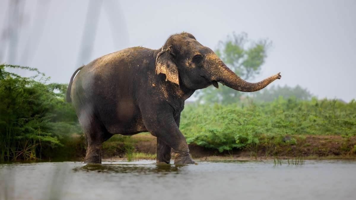 Decision to move Omkar elephant to Vantara centre upheld